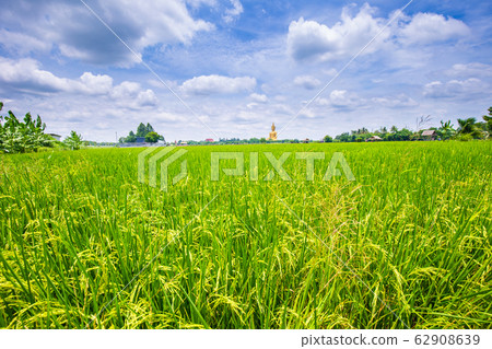 Paddy rice plantation field sunny day blue sky 62908639
