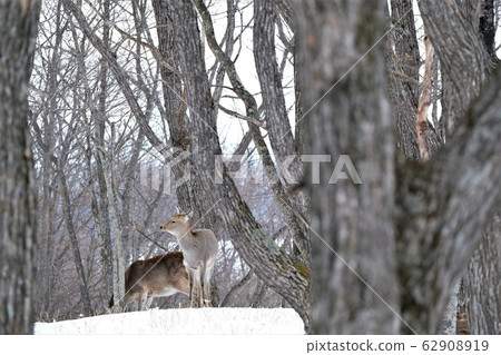Ezo deer at Salvo Observatory 62908919