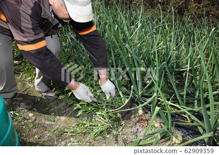 Weeding onion field Weeding onion field 62909359