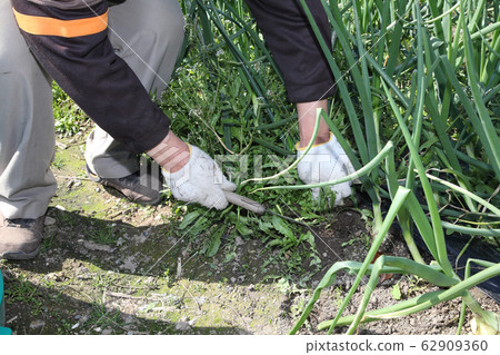 Weeding onion field Weeding onion field 62909360