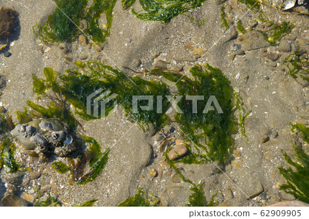 京畿道華城市Jebu島 62909905