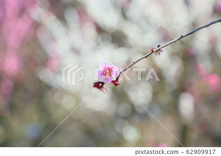 粉紅色的梅花 62909917