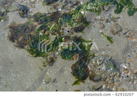 Jebu Island, Hwaseong City, Gyeonggi Province 62910207