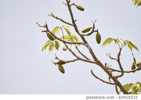 Beautiful lanscape nature in Khaokao hightland, Thailand. Beautiful lanscape nature in Khaokao hightland, Thailand. 62910332