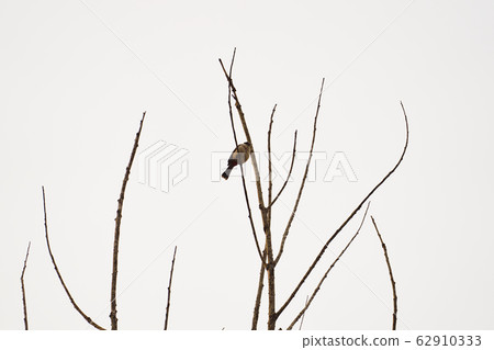 Beautiful lanscape nature in Khaokao hightland, Thailand. 62910333