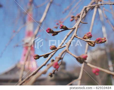 Weeping cherry tree bud Tokyo Tower Weeping cherry tree bud Tokyo Tower 62910484