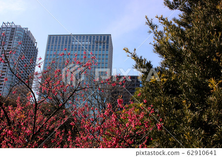 在濱ari町盛開的金花櫻（4） 62910641