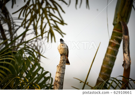 Beautiful lanscape nature in Khaokao hightland, Thailand. Beautiful lanscape nature in Khaokao hightland, Thailand. 62910661