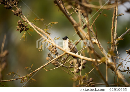 Beautiful lanscape nature in Khaokao hightland, Thailand. Beautiful lanscape nature in Khaokao hightland, Thailand. 62910665