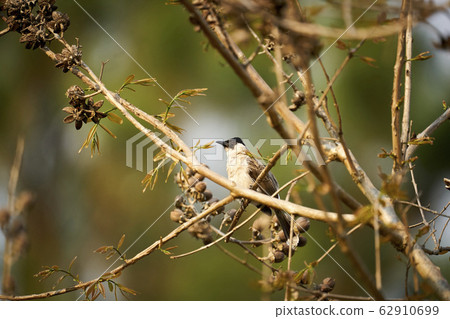 Beautiful lanscape nature in Khaokao hightland, Thailand. Beautiful lanscape nature in Khaokao hightland, Thailand. 62910699