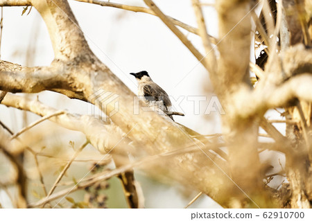 Beautiful lanscape nature in Khaokao hightland, Thailand. Beautiful lanscape nature in Khaokao hightland, Thailand. 62910700