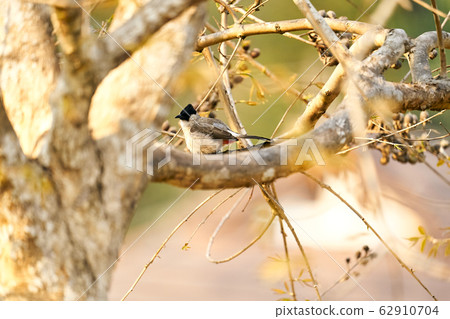 Beautiful lanscape nature in Khaokao hightland, Thailand. Beautiful lanscape nature in Khaokao hightland, Thailand. 62910704
