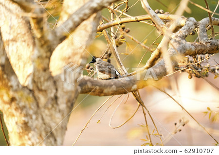 Beautiful lanscape nature in Khaokao hightland, Thailand. Beautiful lanscape nature in Khaokao hightland, Thailand. 62910707