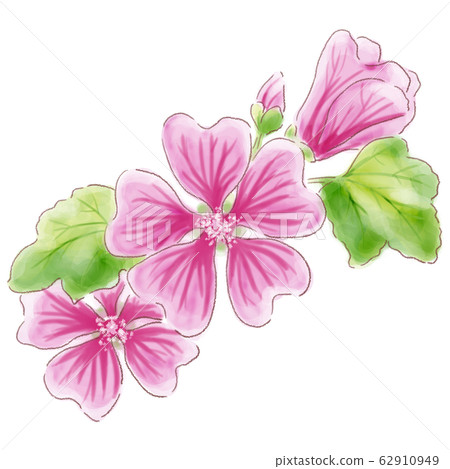 錦葵 錦葵科 花朵 62910949