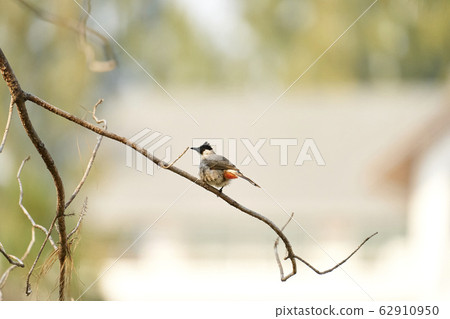 Beautiful lanscape nature in Khaokao hightland, Thailand. 62910950