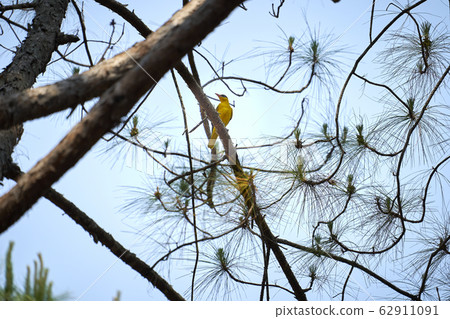 Beautiful lanscape nature in Khaokao hightland, Thailand. Beautiful lanscape nature in Khaokao hightland, Thailand. 62911091