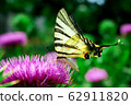 Butterfly 62911820