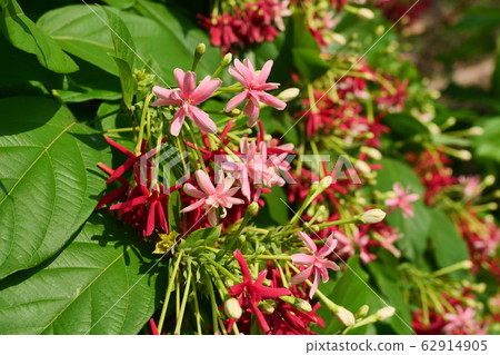 Rangoon Creeper or Chinese honeysuckle ( Combretum indicum ) blossom with natural green leaves in background, Group of pink and red flowers in Thailand 62914905
