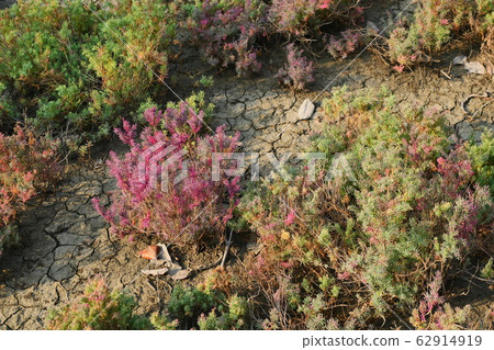 Purple with red and green leaves of Herbaceous seepweed or annual seablite ( Suaeda maritima ) plant in salt marshes, Thailand Purple with red and green leaves of Herbaceous seepweed or annual seablite ( Suaeda maritima ) plant in salt marshes, Thailand 62914919