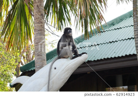 The Dusky leaf monkey sitting on the head of the white dolphin statue with palm tree and green house in background, Khao Sam Roi Yot National Park, Thailand The Dusky leaf monkey sitting on the head of the white dolphin statue with palm tree and green house in background, Khao Sam Roi Yot National Park, Thailand 62914923