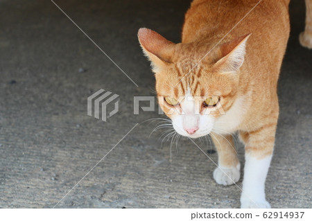 Orange color tabby cat walking on gray ground, White spots on the face and legs of a cute pet Orange color tabby cat walking on gray ground, White spots on the face and legs of a cute pet 62914937