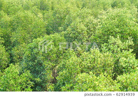 Aerial view of Mangrove forest park, Green shrubs on a wide area at Sirinart rajini ecosystem learning center, Pranburi Forest Park, Thailand Aerial view of Mangrove forest park, Green shrubs on a wide area at Sirinart rajini ecosystem learning center, Pranburi Forest Park, Thailand 62914939