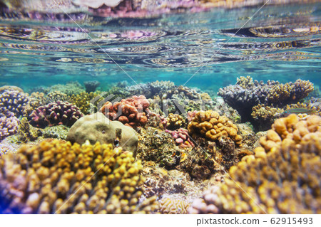 Coral reef Coral reef 62915493