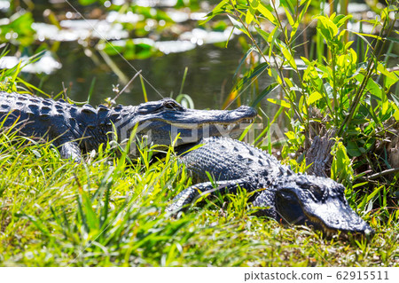 Alligator 62915511