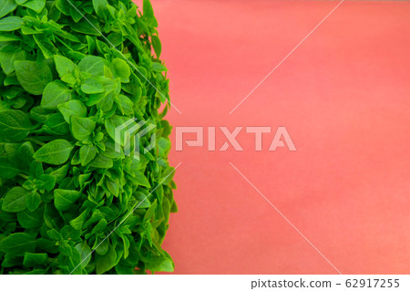 Healthy food studio photo background basil. red background 62917255
