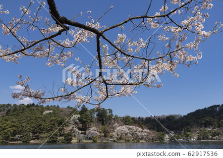 Spring scenery Cherry blossoms by the lake Shirakawa Nanko Park in Fukushima Prefecture 62917536