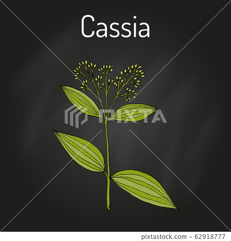 Chinese cassia Cinnamomum cassia , medicinal plant 62918777