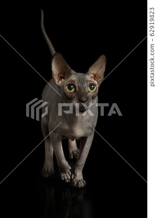 Thoroughbred hairless Canadian Sphinx cat in the Thoroughbred hairless Canadian Sphinx cat in the 62919823