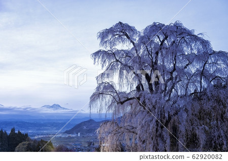 晚上在水下垂櫻 晚上在水下垂櫻 62920082