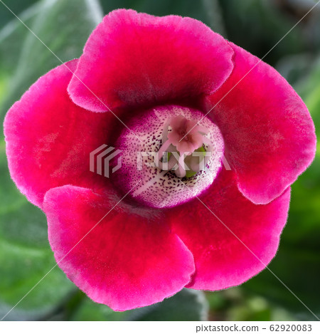 Beautiful blooming flower Gloxinia crimson color. Macro photography, top view 62920083