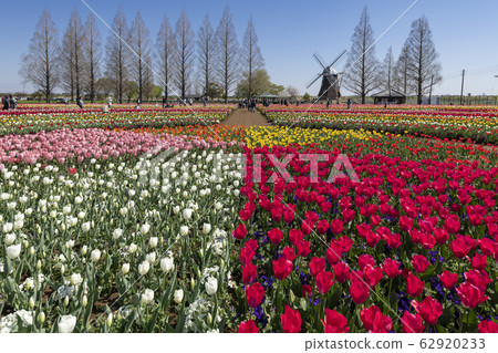 春季景觀風車和郁金香花田千葉縣柏市曙山農業園區 春季景觀風車和郁金香花田千葉縣柏市曙山農業園區 62920233
