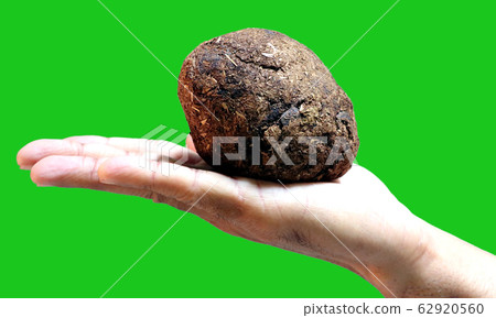 cows dunk image isolated in green background cows dunk image isolated in green background 62920560