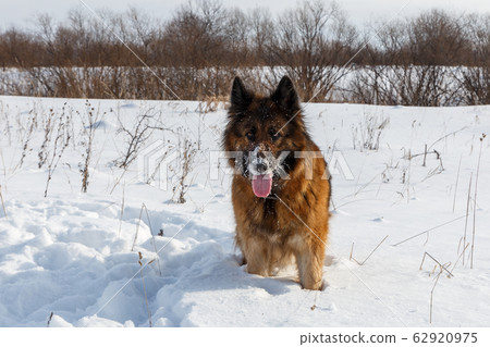 German Shepherd Dog German Shepherd Dog 62920975
