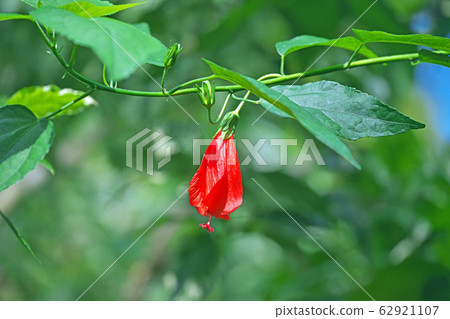 紅Unaki姬路花 紅Unaki姬路花 62921107
