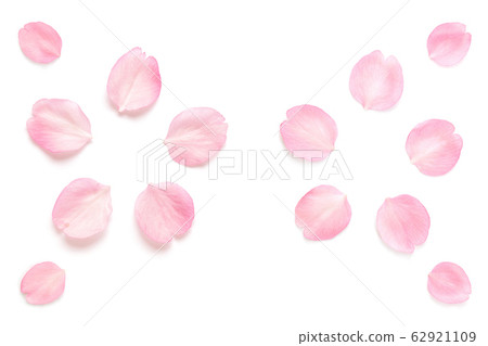 櫻花花瓣粉紅色春天白色背景 62921109