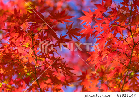 藍天和秋葉 62921147