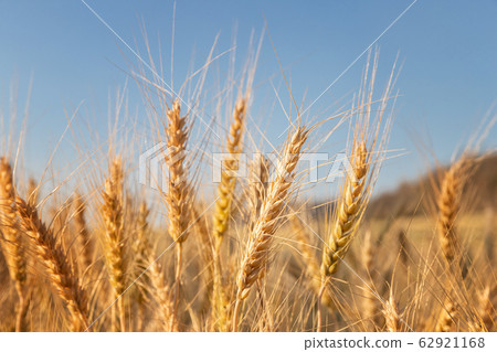 Close-up Barley in the field with sunny day. Close-up Barley in the field with sunny day. 62921168
