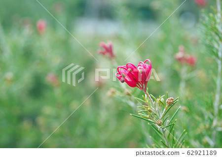 Red small Grevillea flower Red small Grevillea flower 62921189