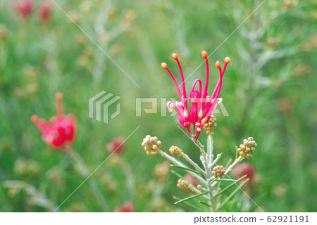 Red small Grevillea flower Red small Grevillea flower 62921191