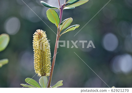 Yellow coast banksia flower Yellow coast banksia flower 62921270