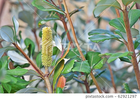 Yellow coast banksia flower Yellow coast banksia flower 62921297