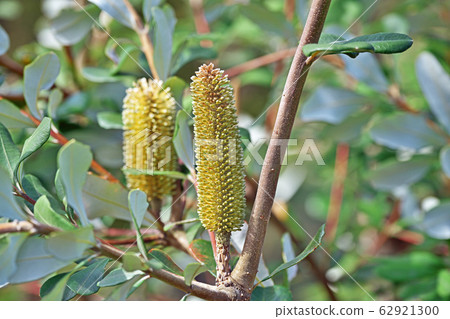 Yellow coast banksia flower Yellow coast banksia flower 62921300