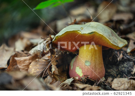 Rubroboletus satanas Rubroboletus satanas 62921345