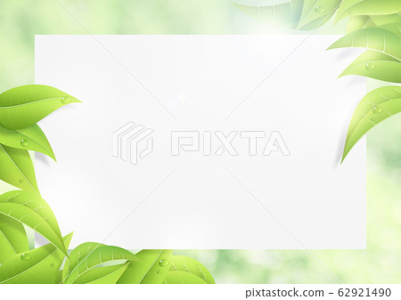 Morning dew-leaf-leaf-white board-fresh green 62921490