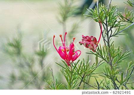 Red small Grevillea flower 62921491