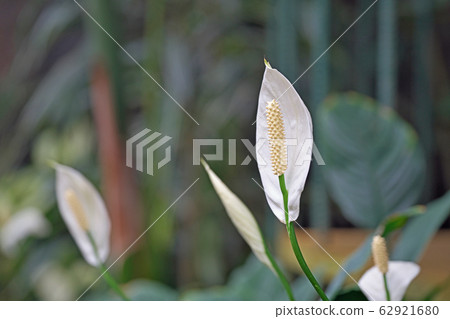 白西番蓮花 白西番蓮花 62921680